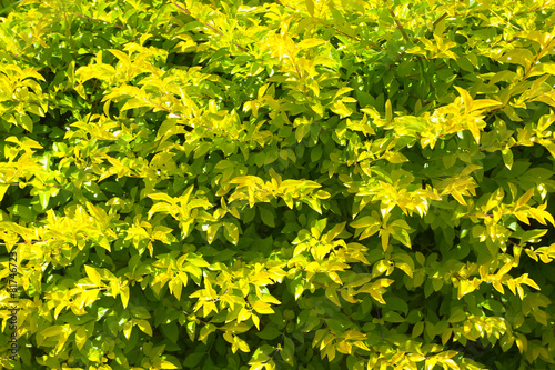 mur végétal, haie de duranta photo