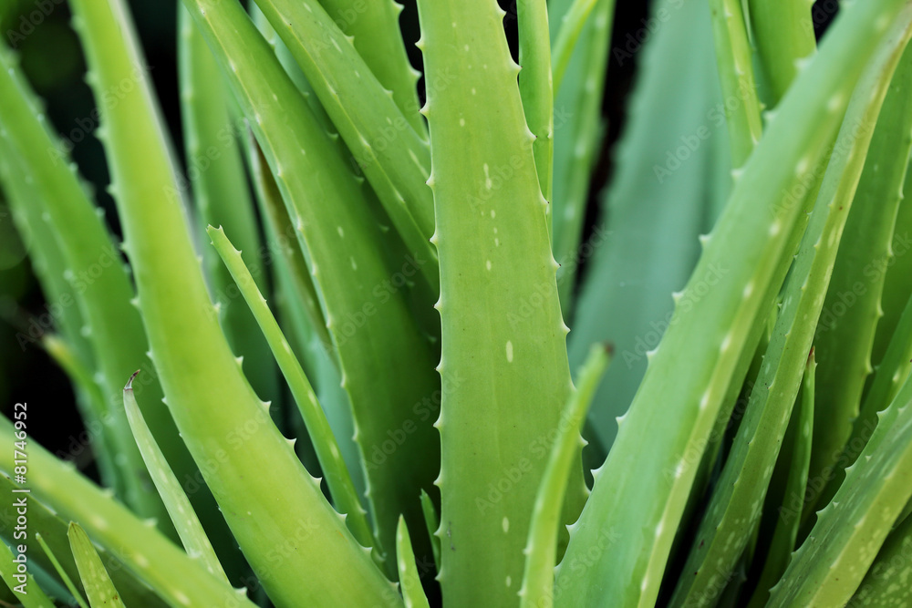 Aloe Vera Plant Aloe Vera Plant