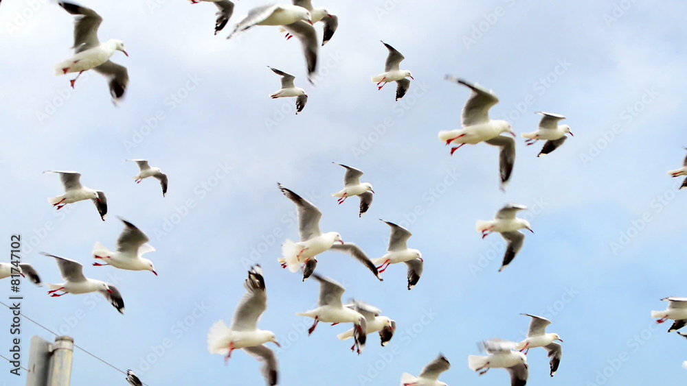 Seagull