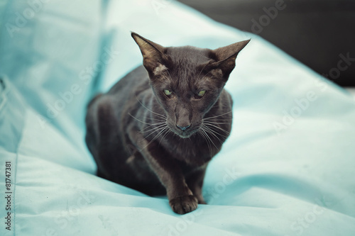 Fotografie chat oriental havana