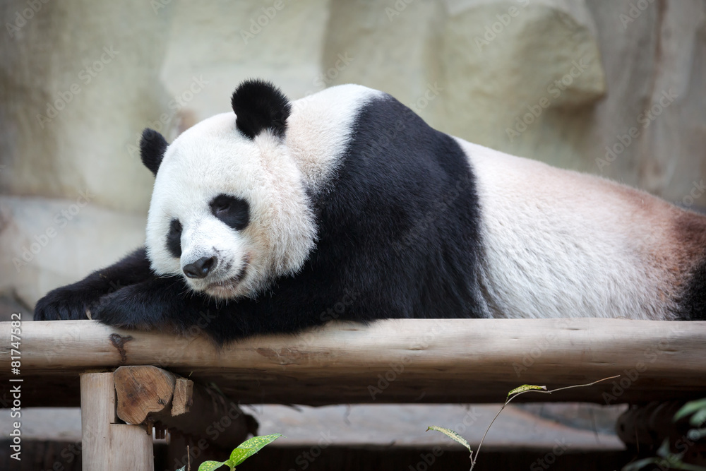 Fototapeta premium Sleeping panda