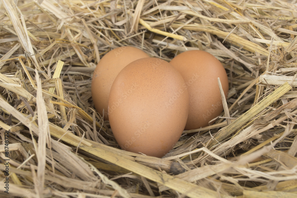 Macro shoot of brown eggs at hay nest in chicken farm