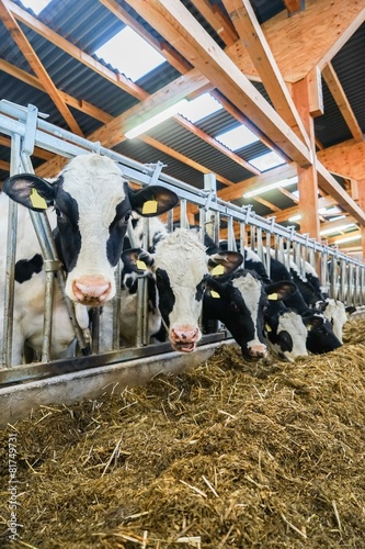 Holstein-Friesian-Rinder in moderner Stallhaltung