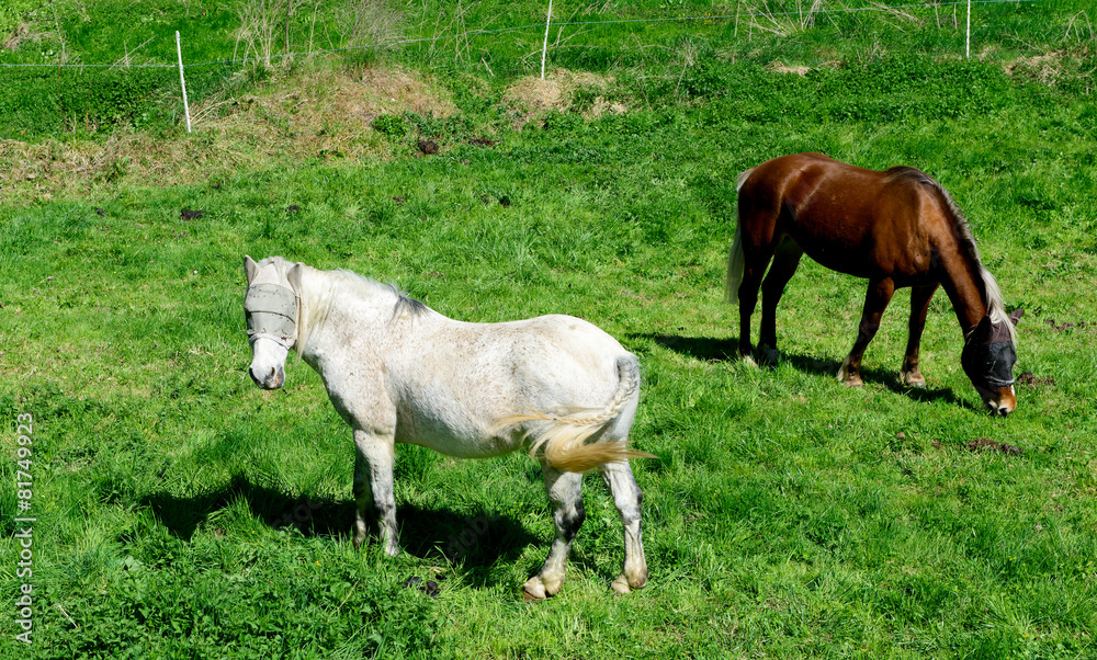 horses in a meadow