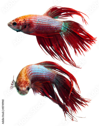 Red crown tail siamese fighting fish, betta splendens.