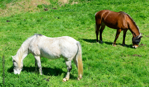 horses in a meadow