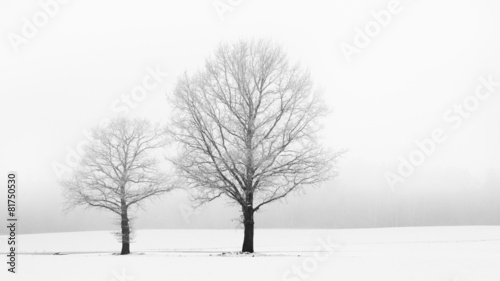 Trees in winter