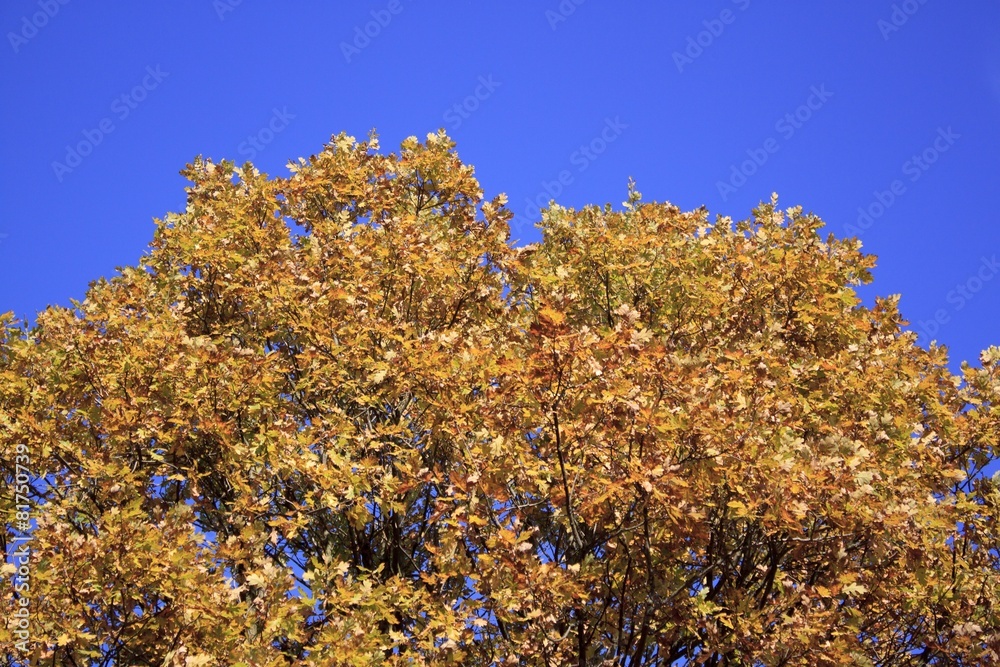 The bright colors of autumn trees. Autumn landscape The bright colors of autumn trees. Autumn landscape