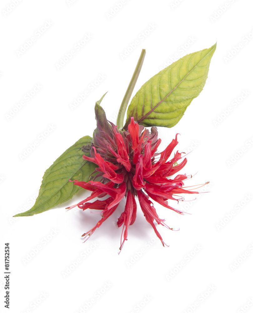 Fototapeta premium Monarda twig isolated on white background