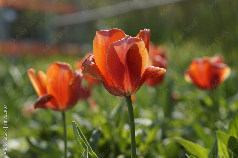 Obraz premium primrose flower