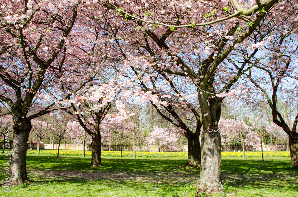 Frühlingserwachen: Japanische Kirschblüten im Park :) Frühlingserwachen: Japanische Kirschblüten im Park :)