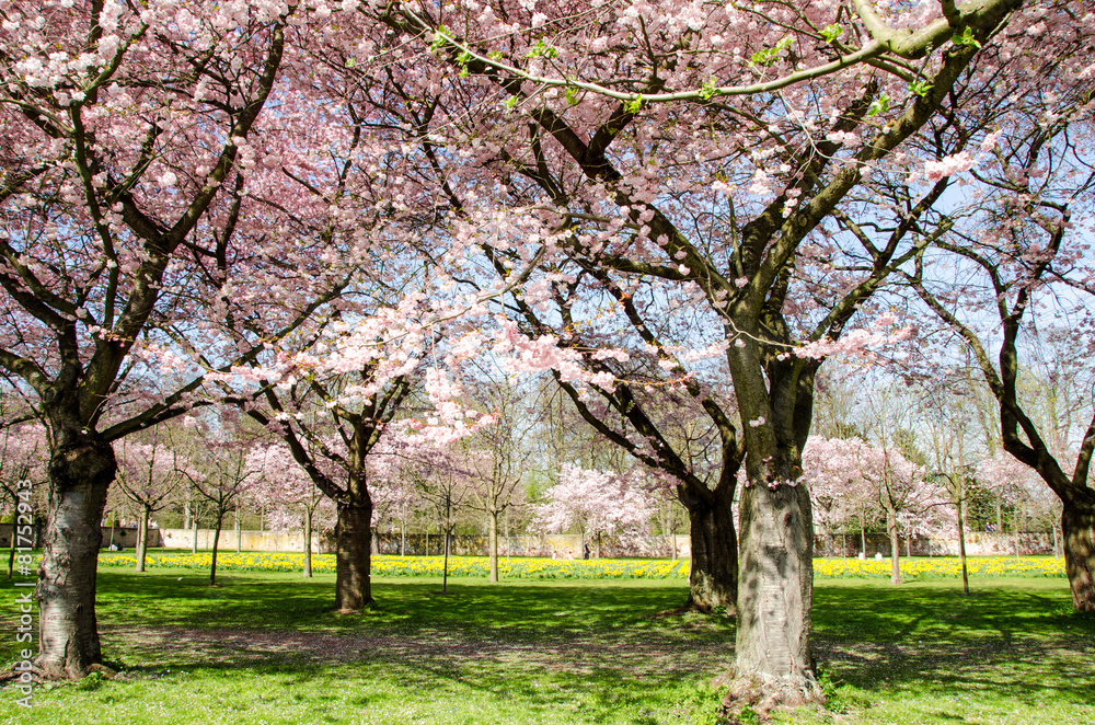 Frühlingserwachen: Japanische Kirschblüten im Park :)