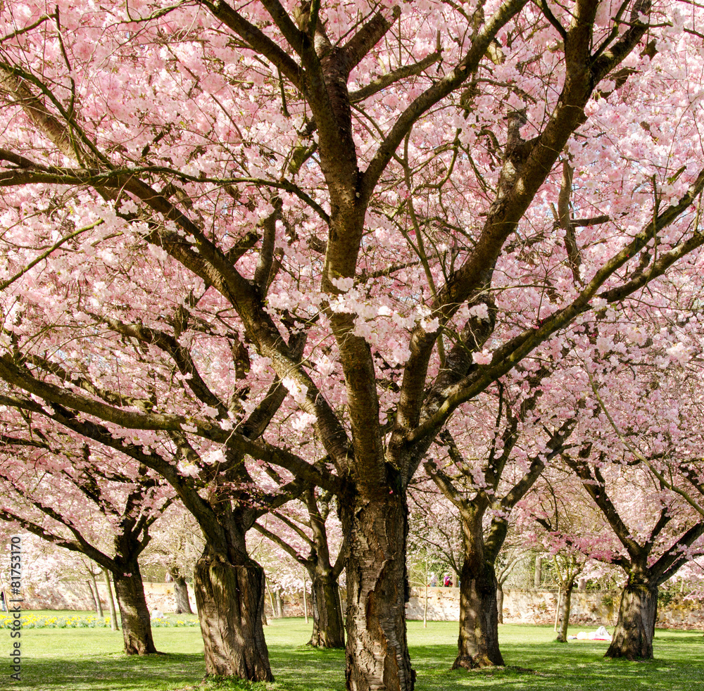 Frühlingserwachen: Japanische Kirschblüten :) Frühlingserwachen: Japanische Kirschblüten :)