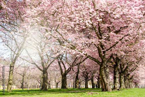 Fr  hlingserwachen  Japanische Kirschbl  ten im Park   