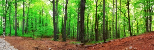 forest panorama #81753391