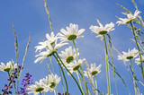 Auszeit: Blumenwiese mit Margeriten in der Pfalz :)