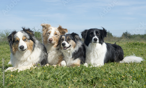 grupa psów