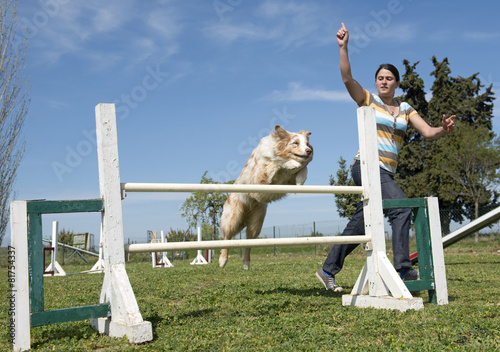 Tableau sur toile border collie in agility