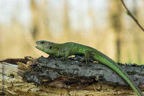 Lizard © trek6500