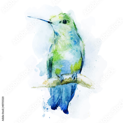Watercolor colibri bird