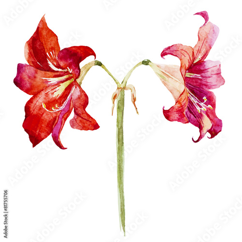Watercolor lotus flowers