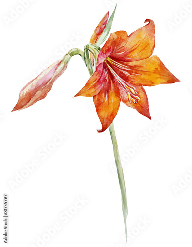 Watercolor lotus flowers