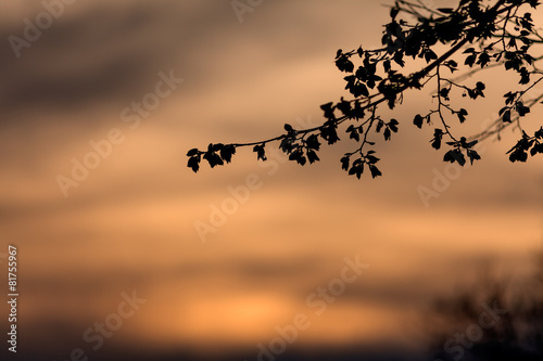 Silhouette of branches against the setting sun