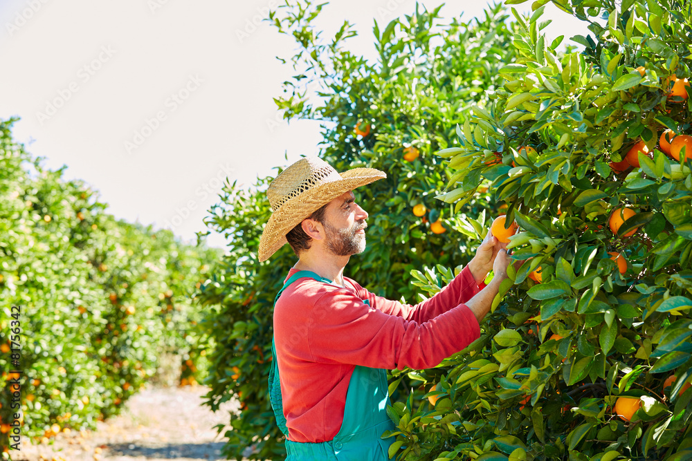 Farmer man harvesting oranges in an orange tree
