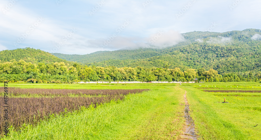 Fototapeta premium beauty sunny day on the rice field