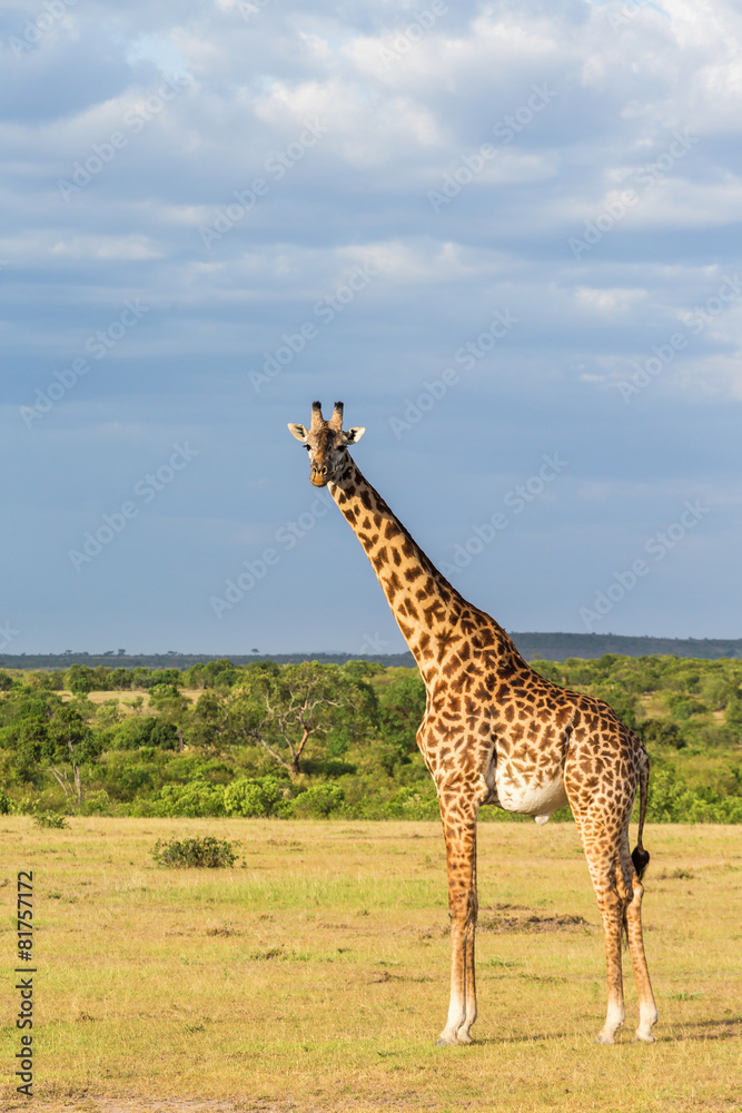 Naklejka premium Giraffe standing at the savanna
