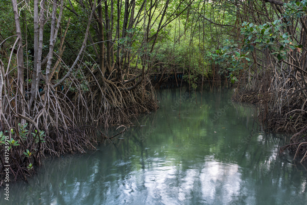 Obraz premium The forest mangrove