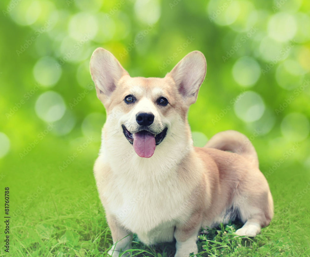 Happy dog Welsh Corgi Pembroke sitting on the grass in summer Happy dog Welsh Corgi Pembroke sitting on the grass in summer