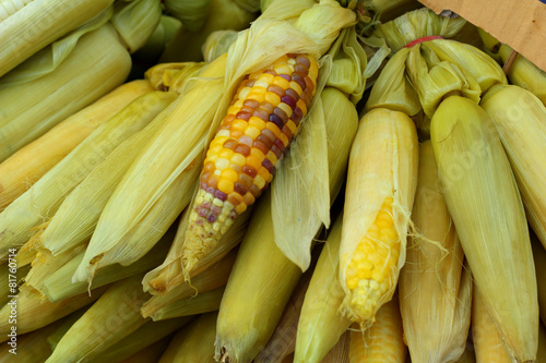 Fresh corn at the market