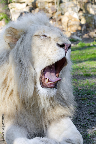 White lion  Panthera leo krugeri 