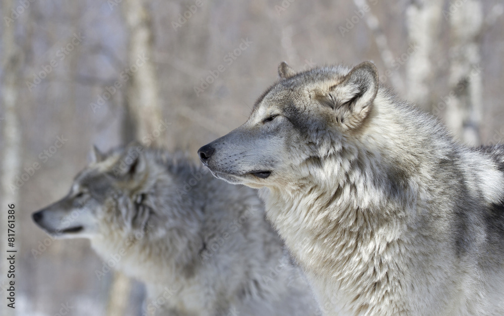 portrait de deux loups portrait de deux loups