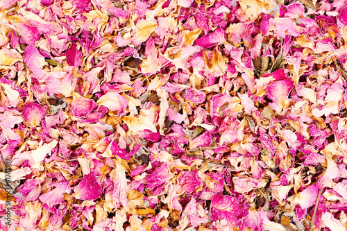 Dried rose petals close-up background. © Dmytro Synelnychenko