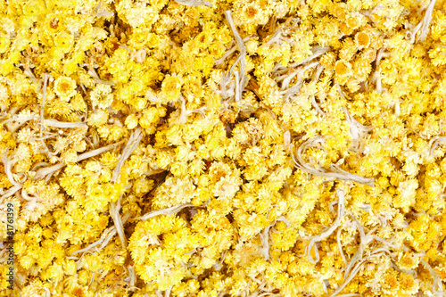 The dried flowers of helichrysum arenarium closeup. An infusion photo