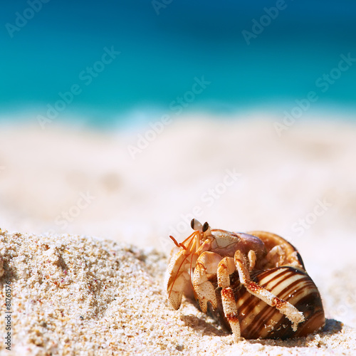 Tablou canvas Hermit crab at beach