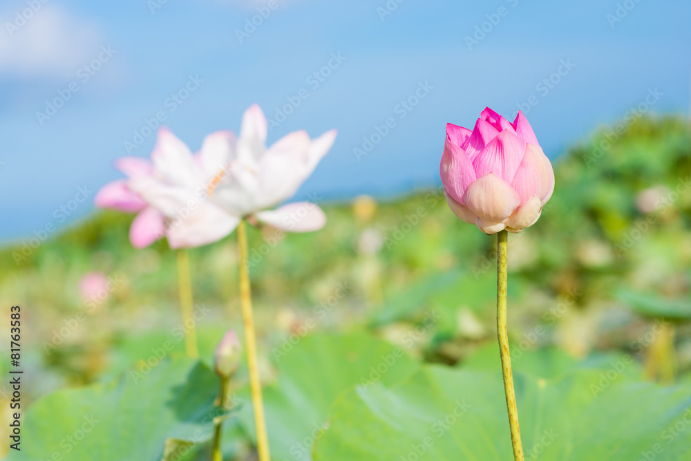 pink lotus in lotus swamp at 