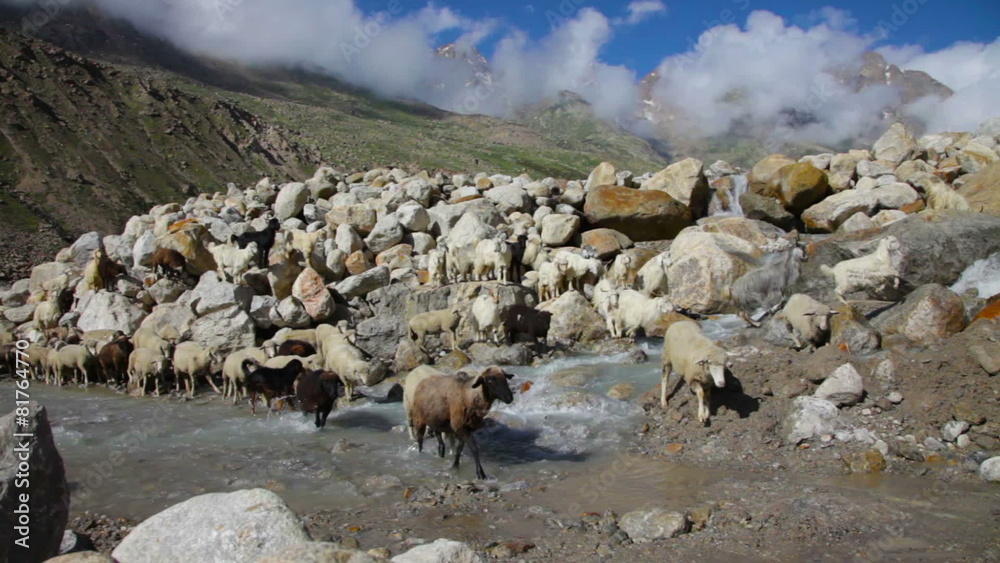 Sheep and goats. Mountain goats, Spiti Valley, Himachal Pradesh, Sheep and goats. Mountain goats, Spiti Valley, Himachal Pradesh,