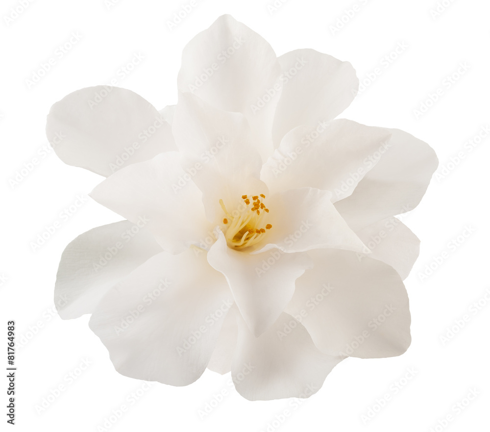 Fototapeta premium camellia flower