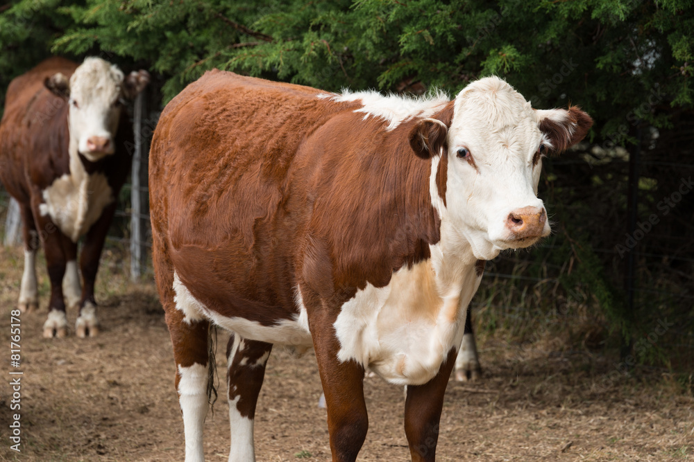 Cows in a field