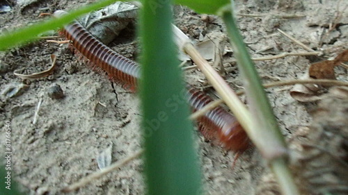 Video of the millipede