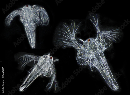 Artemia salina (photography from microscope 50x) plankton photo