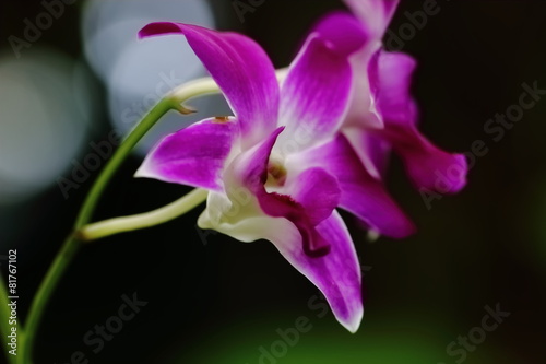 beautiful orchid in garden