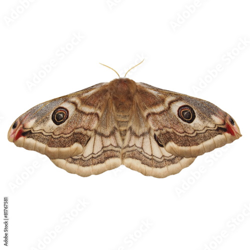 Emperor Moth (Saturnia pavonia) female, isolated on white photo