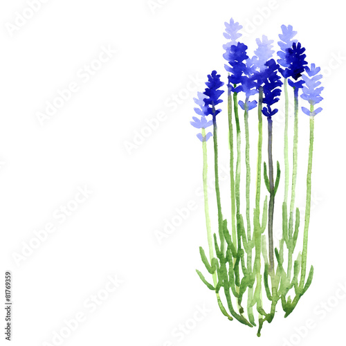 Vector background with blue watercolor lavender