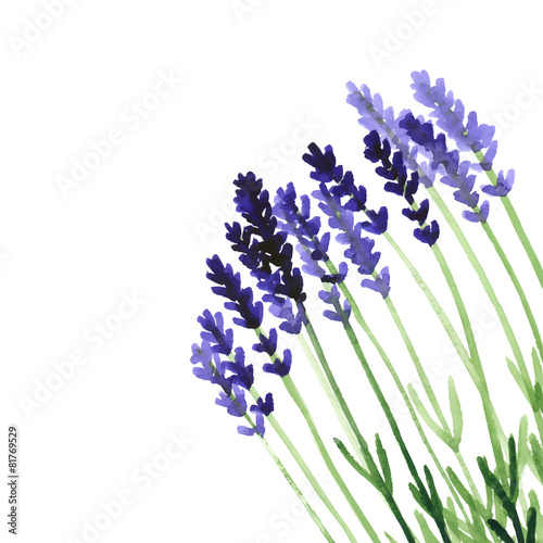 Vector background with violet watercolor lavender