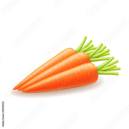 Carrot isolated on white vector