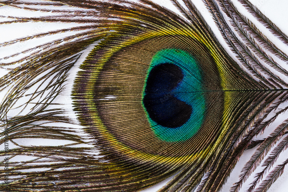 Peacock Feather wall mural wallpaper